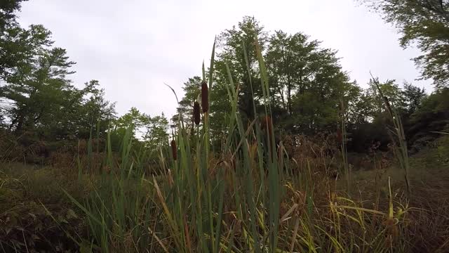 Cattails