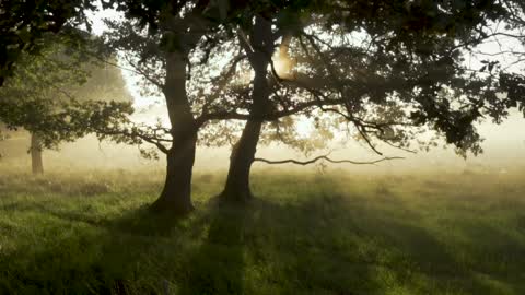 Sun rays through tree branches in a relaxing way