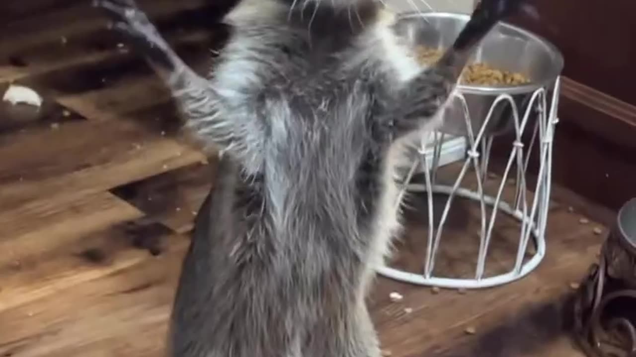 Baby Raccoon Loves Bubbles