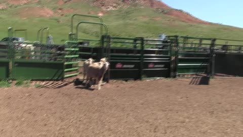 Val in corral at ranch 3:40 min 00239