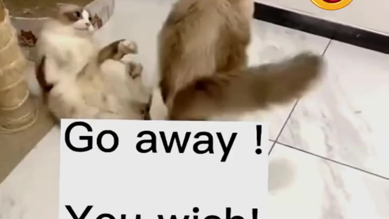 Best Funny Cute Cats Viral Clips