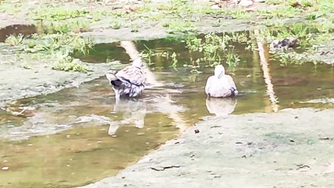 Pigeon taking a bath in the water # short video