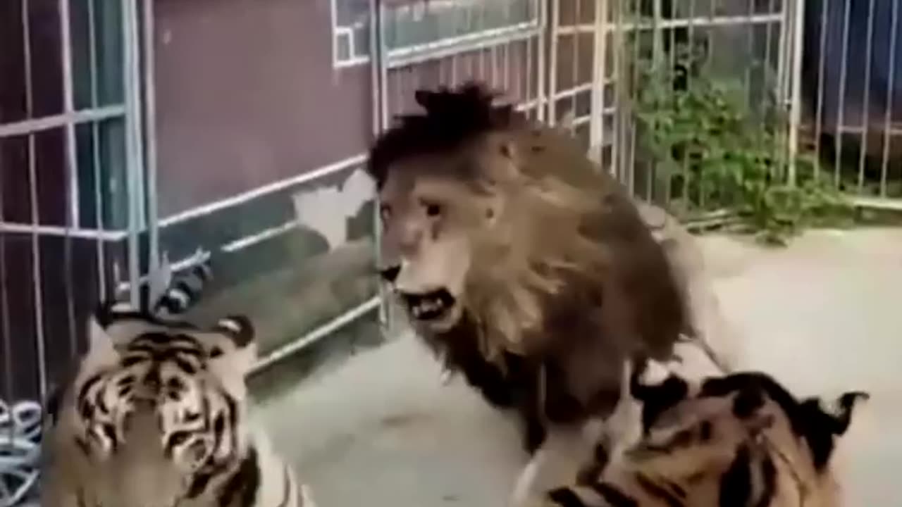 Lion vs tigers