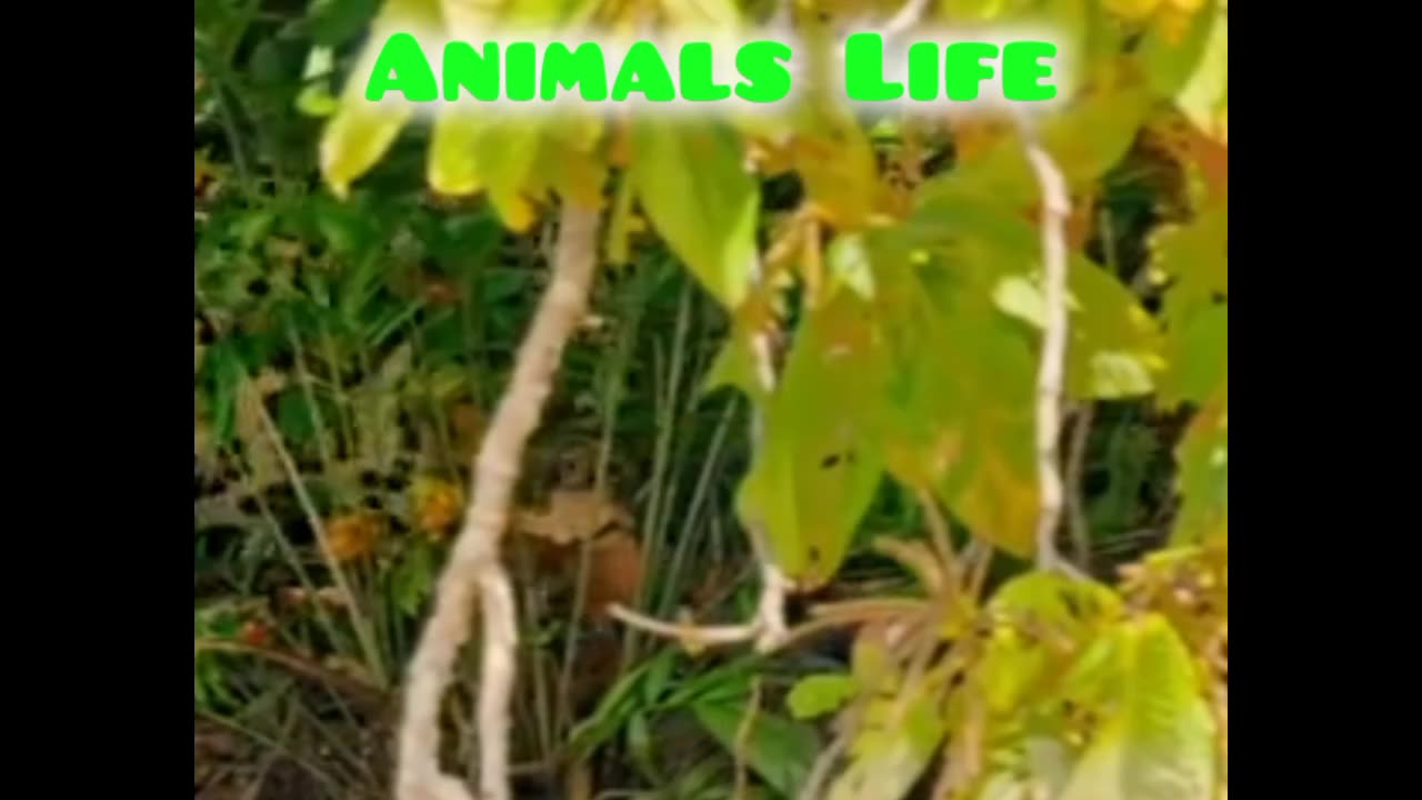 The jaguar and crocodile Fight sceen