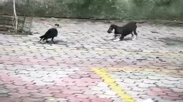 Funny Animals Videos2022 🤣😻-Funniest Cats And Dogs Videos