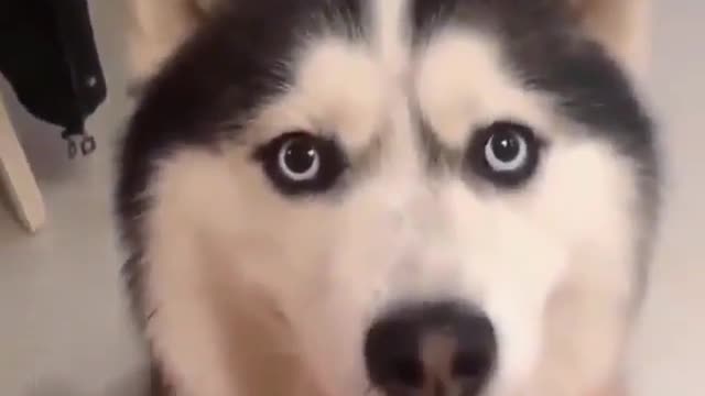 Cute husky is being disconnected