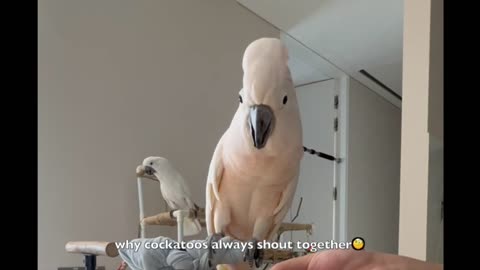 living with cockatoos