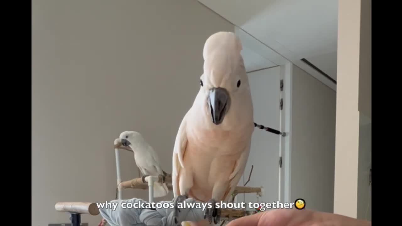 living with cockatoos