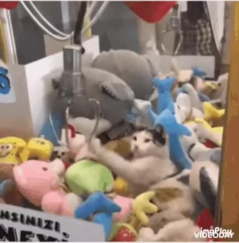 Cute Cat Claw Machine Gif! 🥰💗🐈