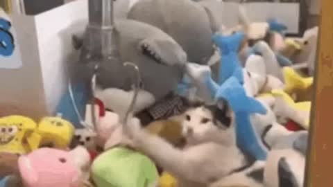 Cute Cat Claw Machine Gif! 🥰💗🐈