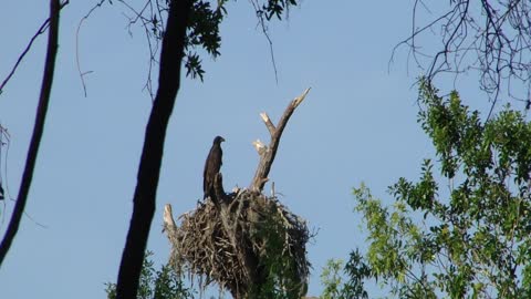 Eagle in its nest.