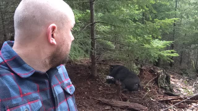Sweetie's Piglets