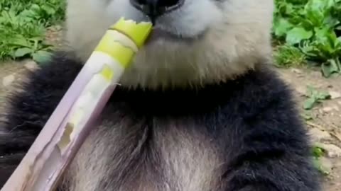 Beautiful Panda