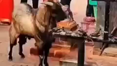 Mos amazing videos