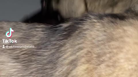 *Warning Graphic* Dogs Stomp Man To Death