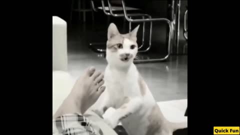 Dogs and Cats Very Funny Videos