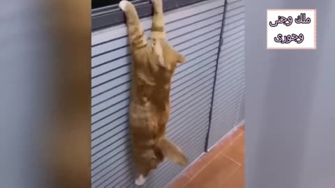 Full funny cats videos