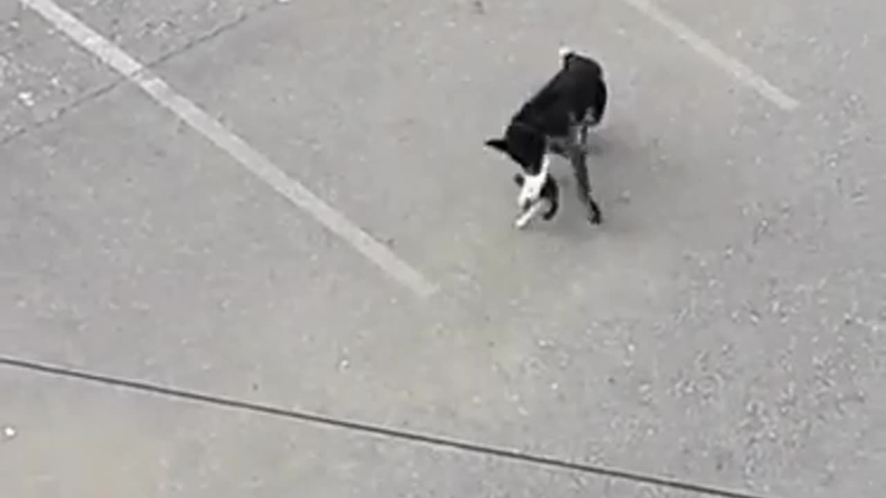 Dog vs cat real fight