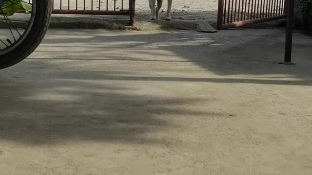 Clever Dog Opens Gate