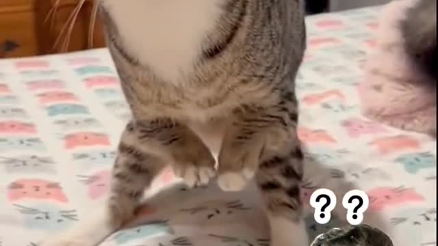 Ismylittledinosaurcute