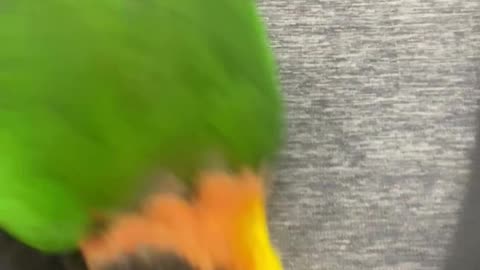 JACK, Caique