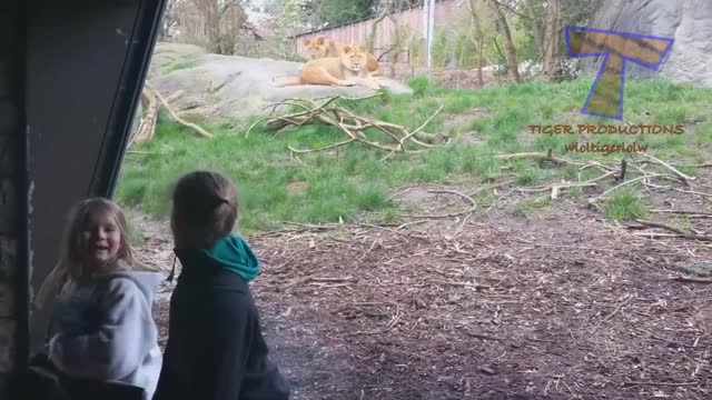 FORGET CATS! Funny KIDS vs ZOO ANIMALS are WAY FUNNIER! - TRY NOT TO LAUGH