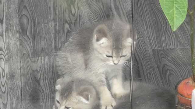 Adorable Kitten Massage