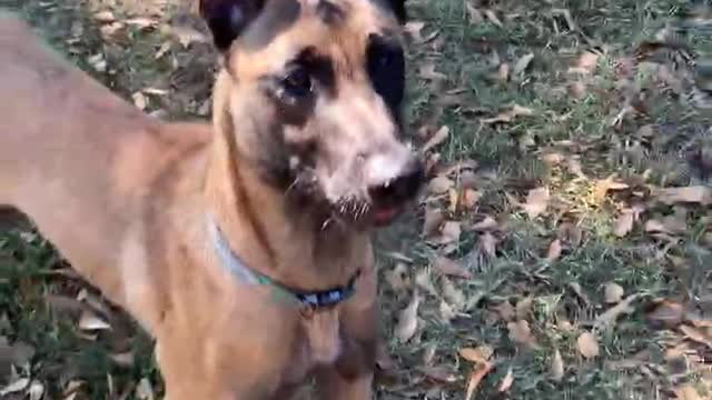 Belgian Malinois with supposedly no toy drive sure loves to play now.