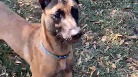 Belgian Malinois with supposedly no toy drive sure loves to play now.