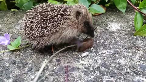 Hedgehog having a go at a slug