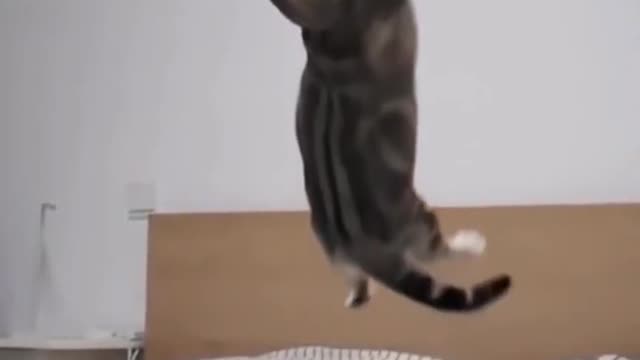 funny cat video