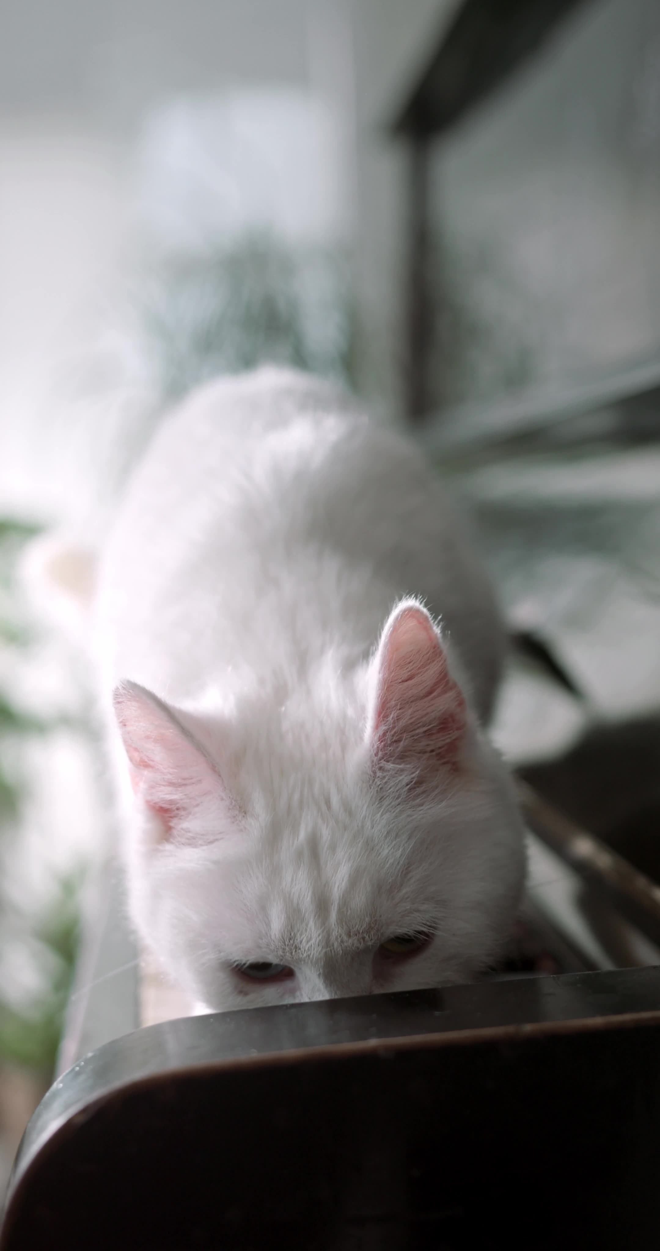 CUTE LITTLE CAT LOOKING SO PREETY