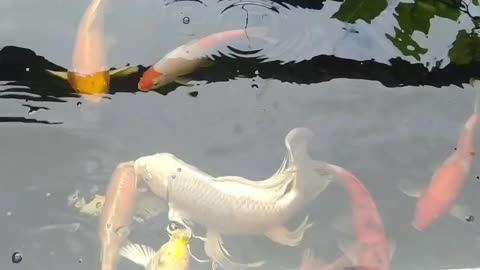 koi fish sa wala pa ang odette (1)