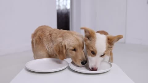 WHO EATS FASTER Golden Retriever Or Border Collie