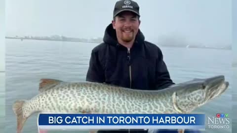 A FISH TALE: MAN CATCHESRARE 43-INCH MUSKIEIN THE TORONTO HARBOUR