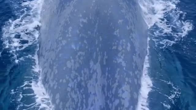 An Ocean Giant takes a breath!