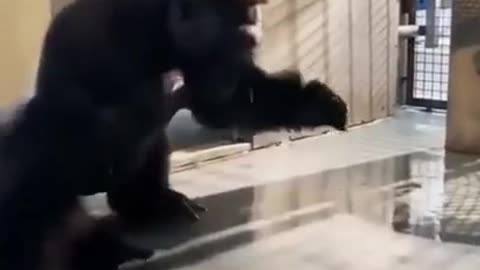 It Will Put A Smile On Your Face #shorts #viral #shortsvideo #video