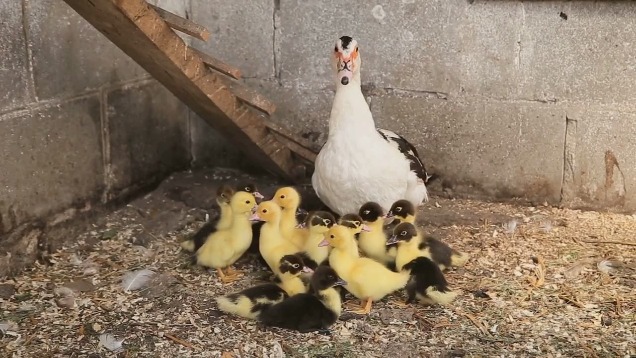 Beagle Puppy Professor Explains Tarot to Swans