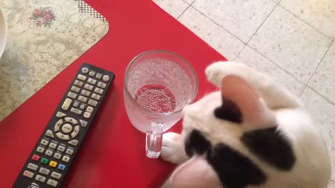 Cat fights Soda