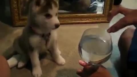 confused husky