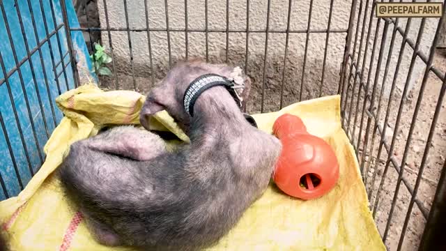 Common Skin Problems in dogs and their Treatments Mange in Dogs Dog skin infection_1080p.mp4
