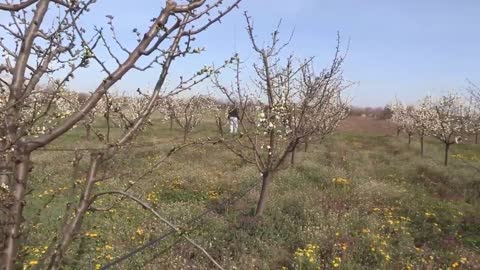 Picking Billions Of Plums In California