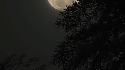 the moon is lovely isn't it