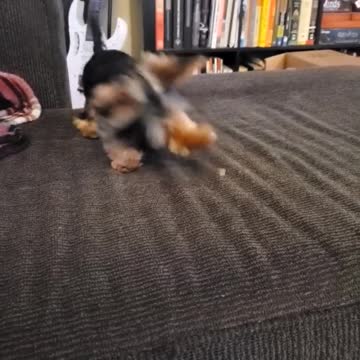 Adorable Yorkie plays with her food in the funniest way
