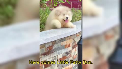 Here comes Little Fatty Dun.