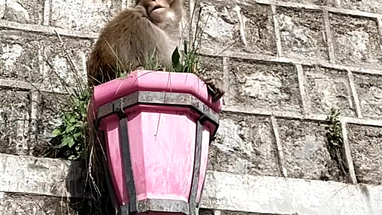 Monkey Enjoying Carrot