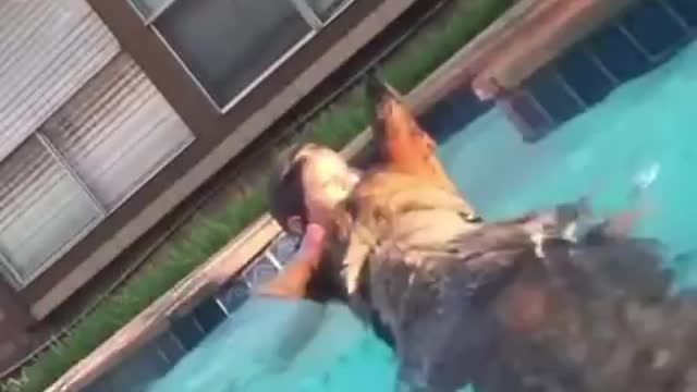 German Shepherd Saves Child