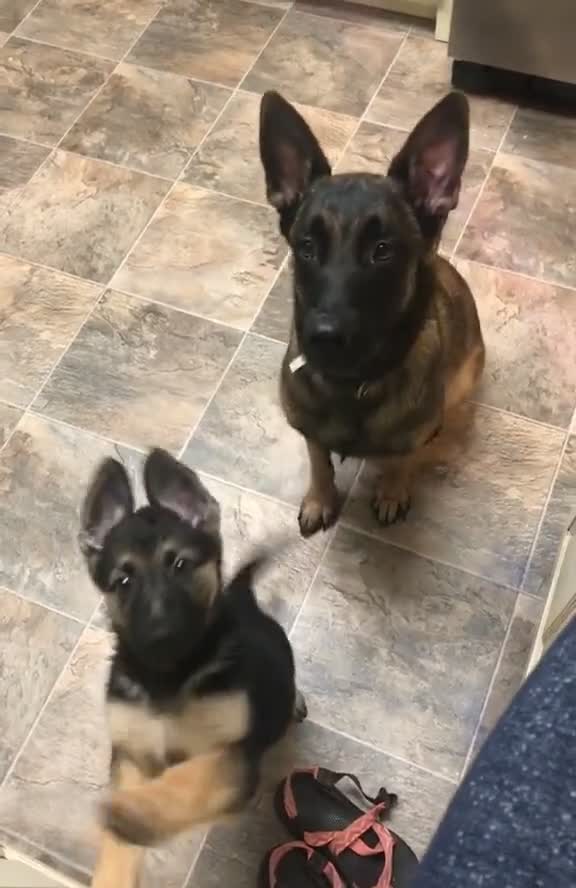 This dog teaching her puppy to sit is my favorite thing 😭