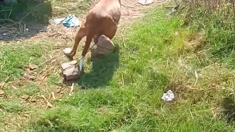 Dog work
