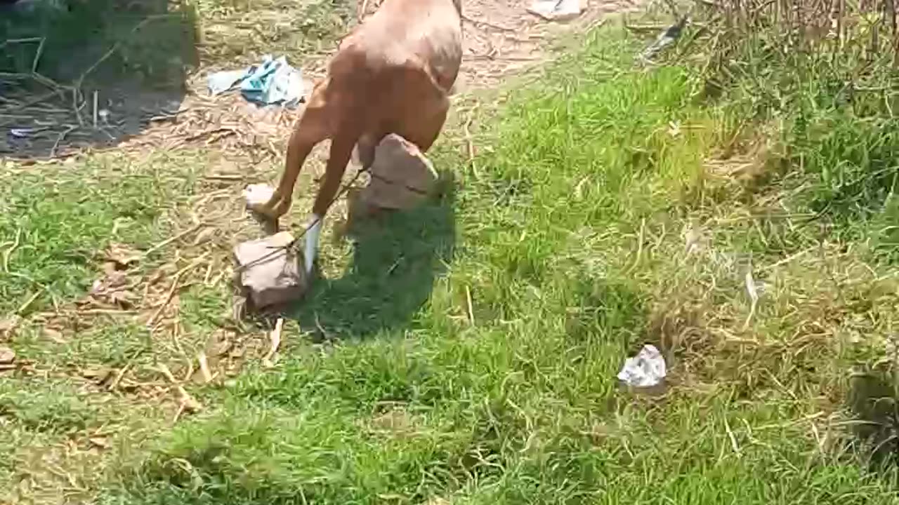 Dog work